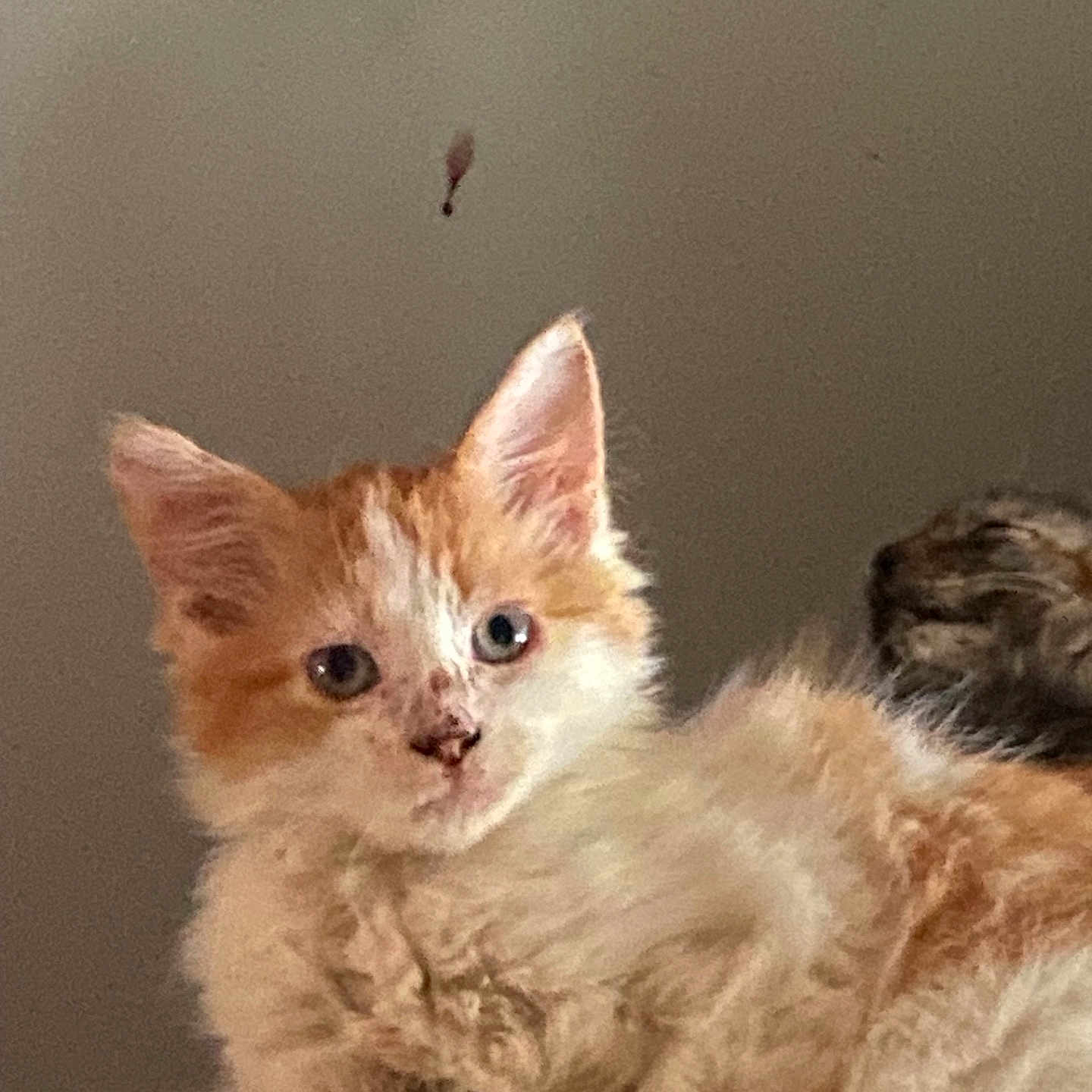 Millie joined the competition — help win amazing prizes! cat, kitten, orange_cat, white_cat, fluffy, fur, face, eyes, ears, whiskers, nose, portrait, closeup, indoors, home, couch, resting, sleepy, pet, cute