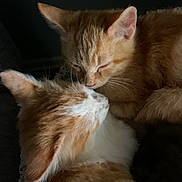 Goldie is registered to the contest to win money with this photo: cat, kitten, two_cats, ginger_cat, white_fur, orange_fur, feline, animal, pet, cuddling, affectionate, nose_touching, whiskers, ears, fur, closeup, portrait, cozy, dark_background, sleepy