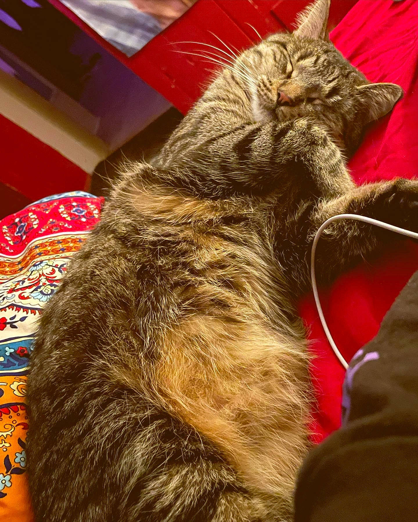 Hobbes joined the competition — help win amazing prizes! canidae, carnivore, cat, claw, comfort, domestic_short_haired_cat, fawn, felidae, fur, human_leg, lap, nap, paw, sleep, small_to_medium_sized_cats, snout, tail, whiskers, wood