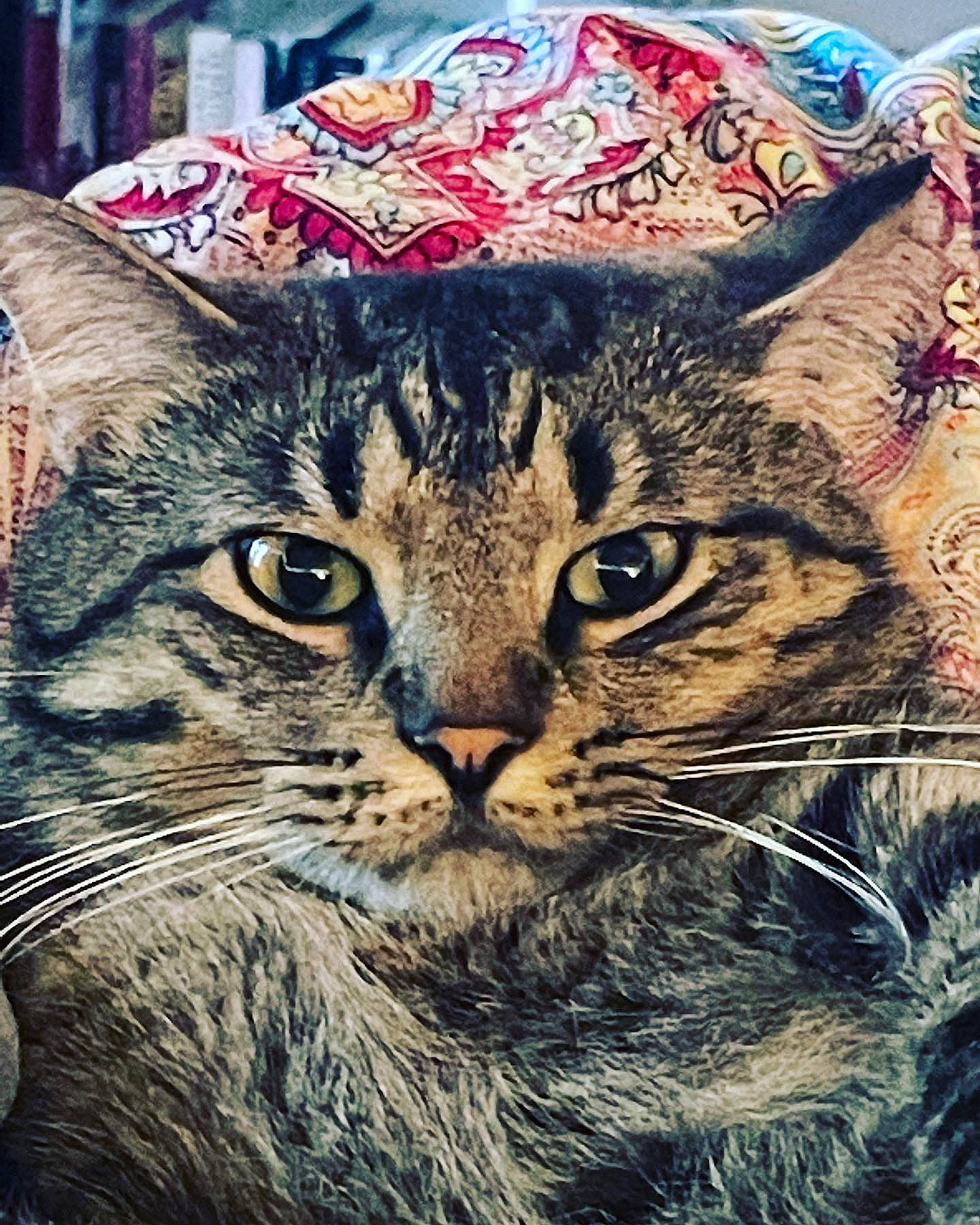 Hobbes is registered to the contest to win money with this photo: art, carnivore, cat, claw, close_up, domestic_short_haired_cat, felidae, fur, grass, mammal, organism, pattern, plant, small_to_medium_sized_cats, snout, terrestrial_animal, tree, vertebrate, whiskers, wilderness