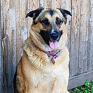Saylor is registered to the contest to win money with this photo: animal, black_muzzle, brown_fur, canine, collar, daylight, dog, ears, fence, fur, grass, happy, nature, outdoor, pet, plants, portrait, sitting, tongue_out, wooden_fence