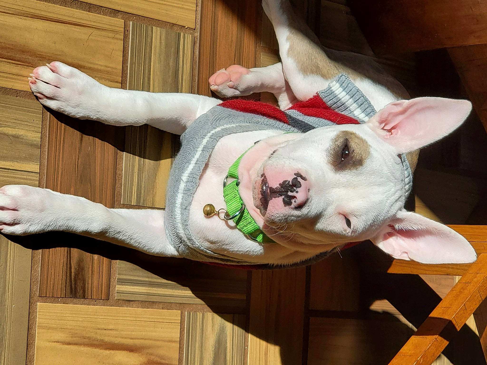 Piglet is registered to the contest to win money with this photo: canidae, carnivore, collar, companion_dog, dog, dog_breed, fawn, flesh, fur, happy, hardwood, pattern, sleeve, smile, snout, sporting_group, tail, whiskers, wood, working_animal