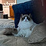 Lola is registered to the contest to win money with this photo: cat, fluffy_cat, long_hair, white_and_gray, blue_eyes, pet, animal, sitting, bed, blanket, pillow, bedroom, kitchen, indoor, home, portrait, closeup, fur, relaxed, cute