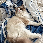 Lola joined the competition — help win amazing prizes! cat, fluffy_cat, longhaired_cat, pet, animal, lying_down, relaxed, sleepy, blue_blanket, white_blanket, bed, bedding, indoors, home, cozy, furry, tail, whiskers, portrait, cute