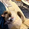 Lola joined the competition — help win amazing prizes! cat, fluffy_cat, long_hair, pet, animal, portrait, indoors, living_room, sofa, couch, blanket, cozy, relaxed, lying_down, upside_down, blue_cushion, coffee_table, carpet, whiskers, pink_nose