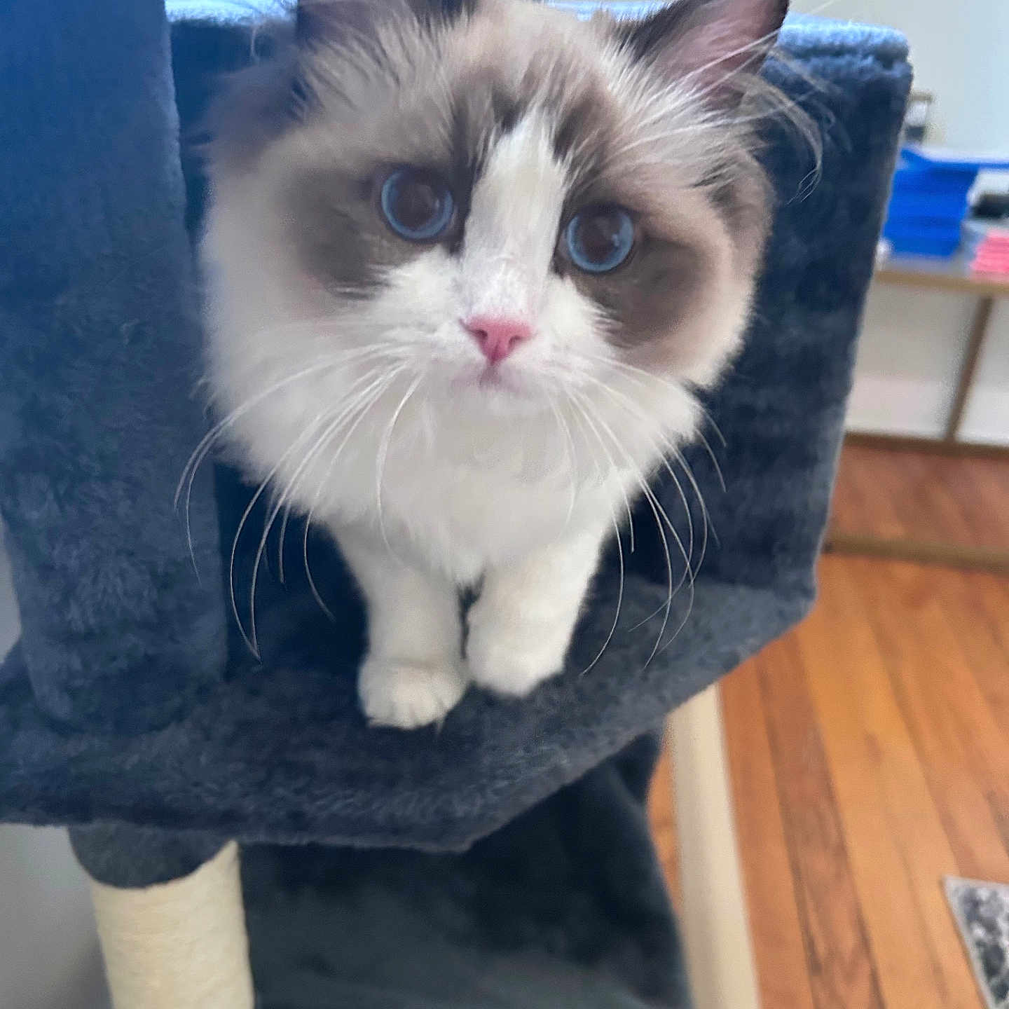 Lola is registered to the contest to win money with this photo: cat, kitten, fluffy, blue_eyes, long_hair, white_fur, gray_fur, facial_markings, pink_nose, whiskers, ears, paws, sitting, cat_tree, scratching_post, indoors, home, wood_floor, portrait, close_up