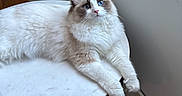 Lola is registered to the contest to win money with this photo: cat, ragdoll_cat, fluffy, long_hair, blue_eyes, white_fur, brown_markings, pet, animal, portrait, lounging, sitting, table, round_table, indoor, window, hardwood_floor, home, whiskers, cute