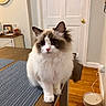 cat, fluffy_cat, long_hair, blue_eyes, white_fur, brown_markings, pet, animal, portrait, sitting, indoors, dining_room, dining_table, wood_floor, chair, door, water_bowl, home, cute, whiskers