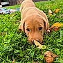 adorable, animal, autumn, background, canine, closeup, cute, dog, fall, garden, grass, greenery, leaf, nature, outdoor, pet, playful, puppy, sniffing, young