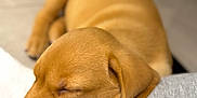 Ozzy joined the competition — help win amazing prizes! adorable, animal, brown, calm, close_up, cozy, cute, dog, ears, fur, indoors, laying_down, peaceful, pet, puppy, resting, sleeping, snout, soft, young_dog
