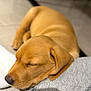 adorable, animal, brown, calm, close_up, cozy, cute, dog, ears, fur, indoors, laying_down, peaceful, pet, puppy, resting, sleeping, snout, soft, young_dog