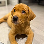 Ozzy is registered to the contest to win money with this photo: adorable, animal, brown, canine, closeup, cute, dog, domestic, ears, eyes, floor, fur, indoor, lying_down, nose, pet, portrait, puppy, tile, young