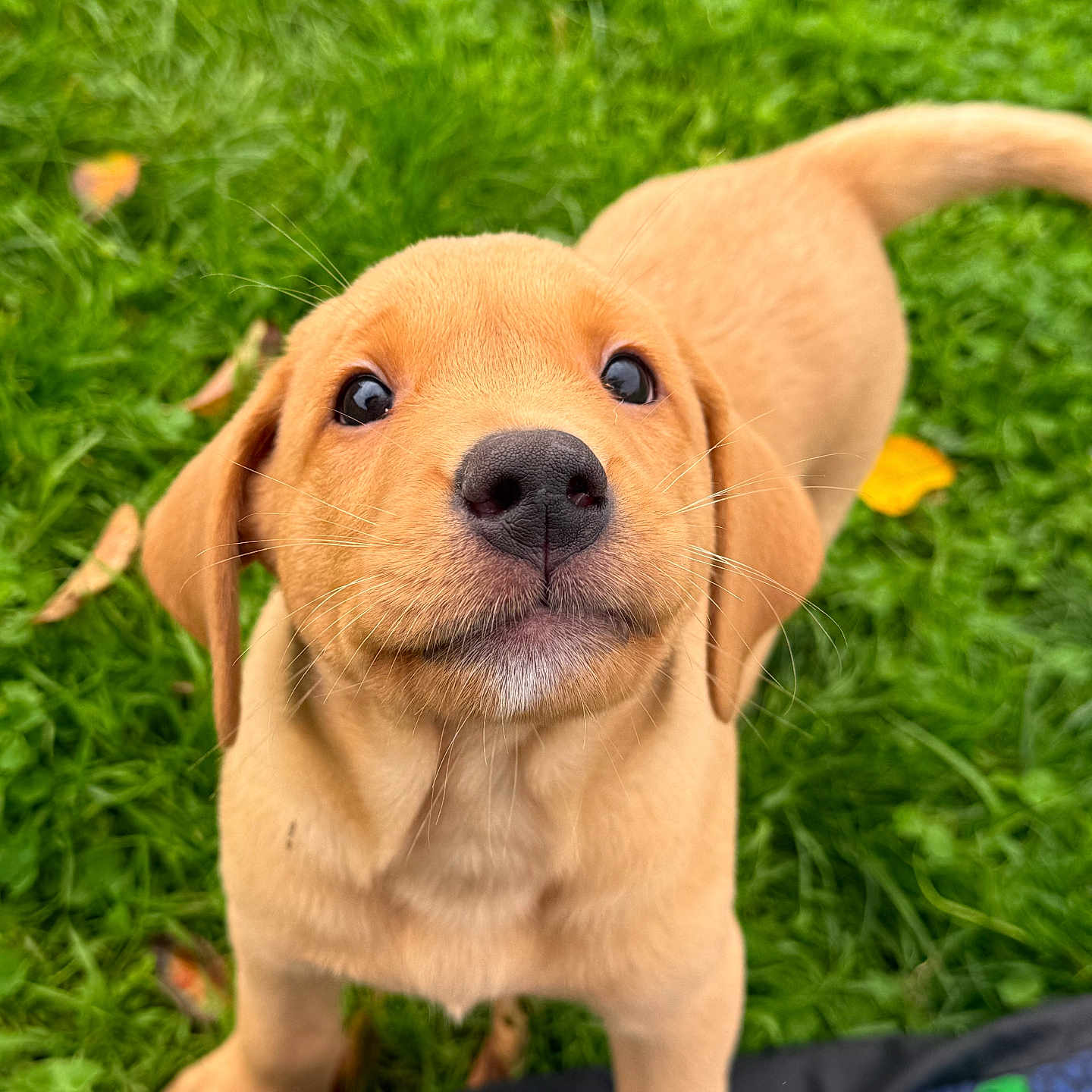 Ozzy is registered to the contest to win money with this photo: adorable, animal, closeup, cute, dog, eyes, fur, golden, grass, nature, nose, outdoor, pet, playful, portrait, puppy, summer, tail, whiskers, young