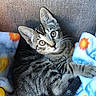 kitten, cat, tabby, fur, eyes, curious, blanket, colorful, sun_pattern, cloud_pattern, cozy, pet, animal, whiskers, ears, indoor, soft, cute, small, resting