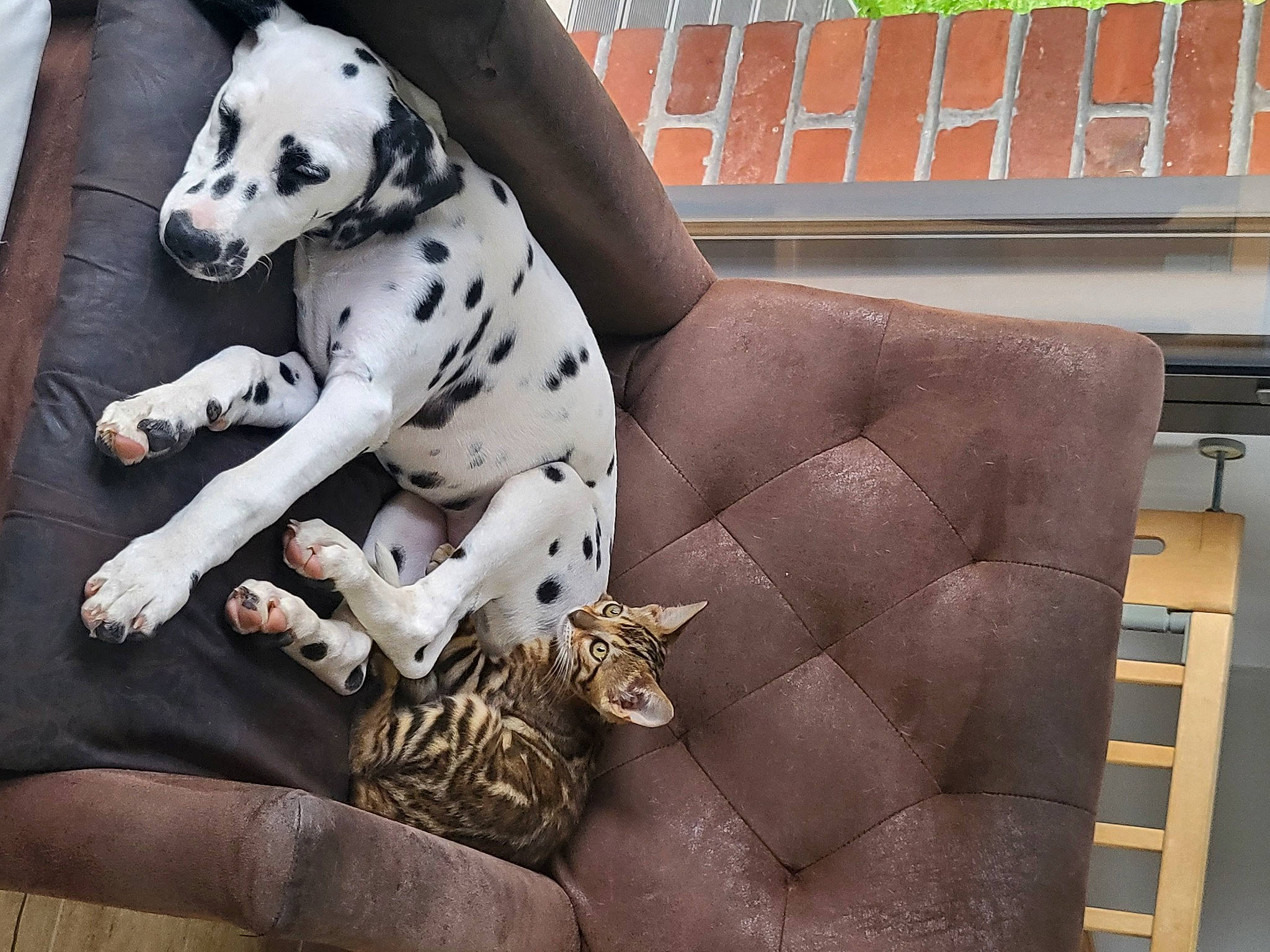 Théa participe au concours pour gagner de l'argent avec cette photo : carnivore, comfort, companion_dog, couch, dalmatian, dog, dog_breed, dog_supply, fawn, felidae, flooring, foot, leopard, paw, snout, sporting_group, studio_couch, terrestrial_animal, toy, working_animal