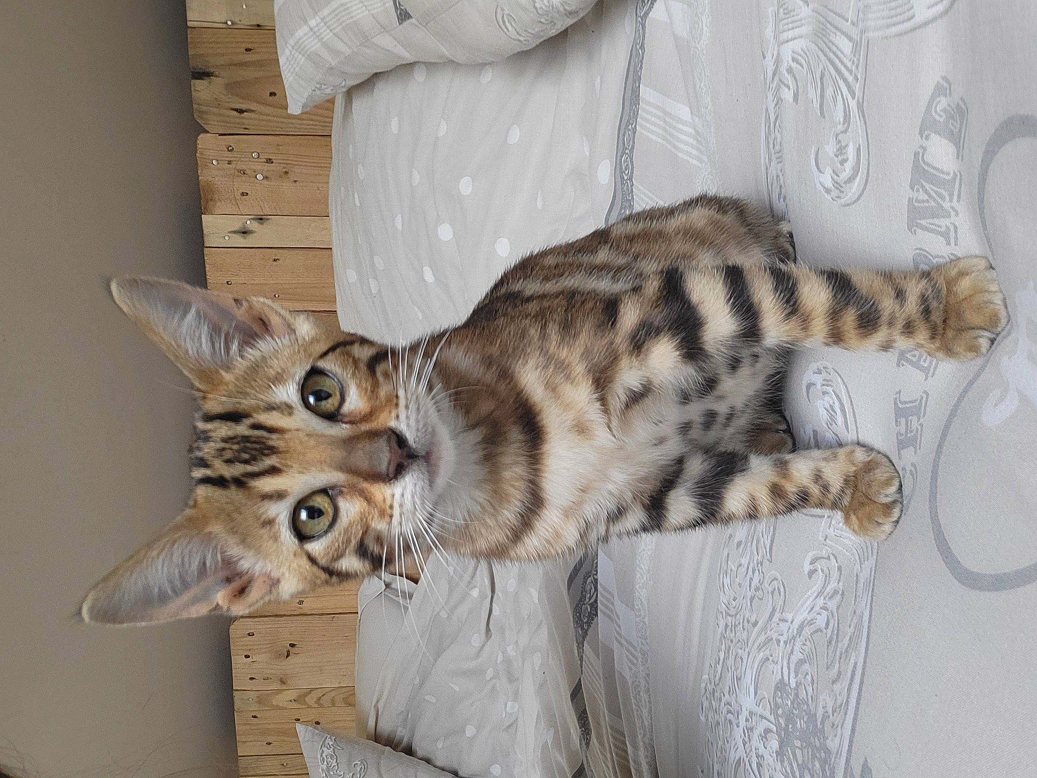 Théa a rejoint le concours — aidez-le/la à gagner de superbes lots ! carnivore, cat, cat_bed, comfort, domestic_short_haired_cat, felidae, fur, paw, small_to_medium_sized_cats, tail, whiskers, wood