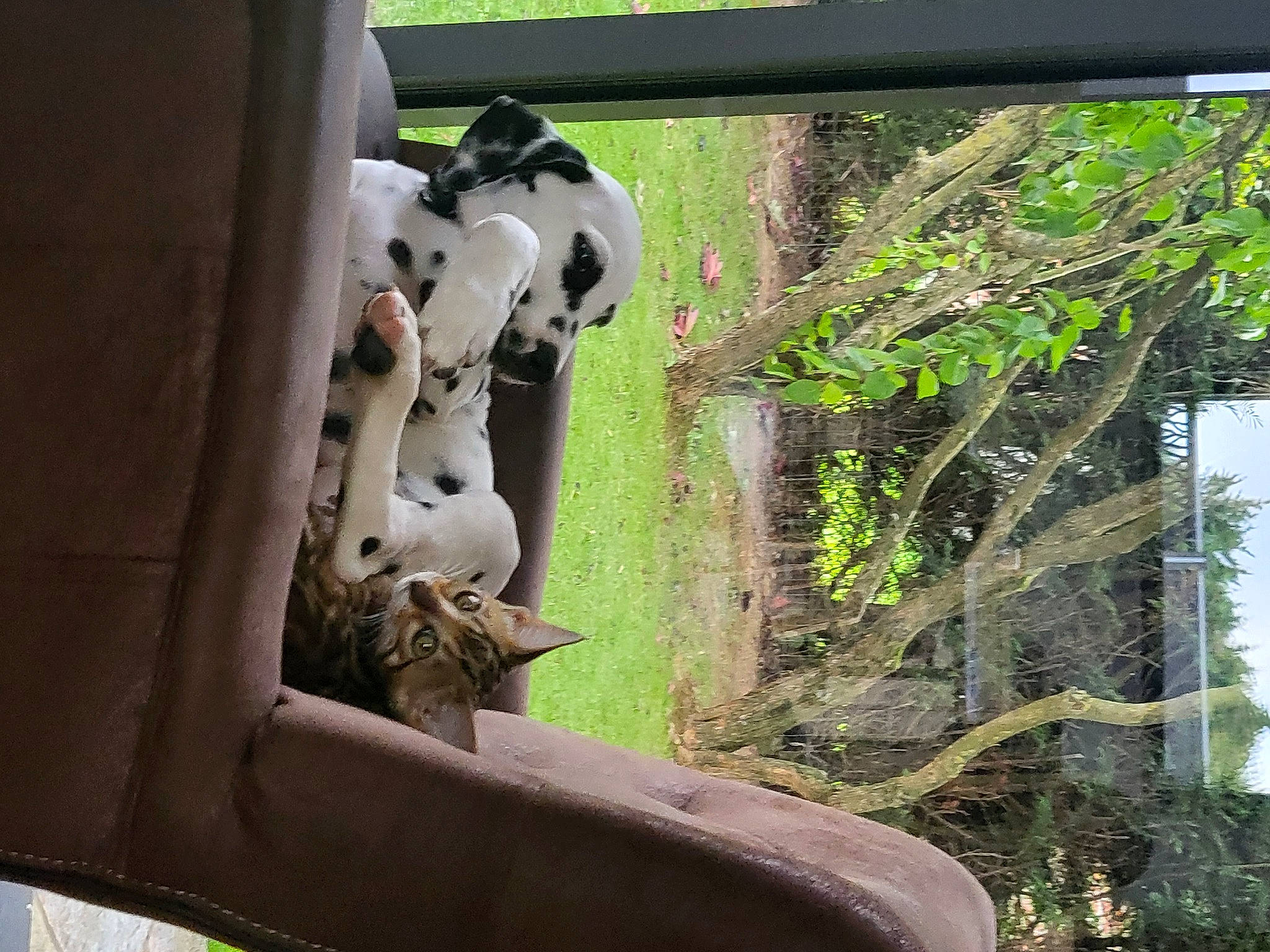 Théa participe au concours pour gagner de l'argent avec cette photo : art, carnivore, display_device, fawn, felidae, grass, machine, metal, pipe, plant, plant_stem, sculpture, tail, terrestrial_animal, terrestrial_plant, tree, trunk, wildlife, wood, working_animal