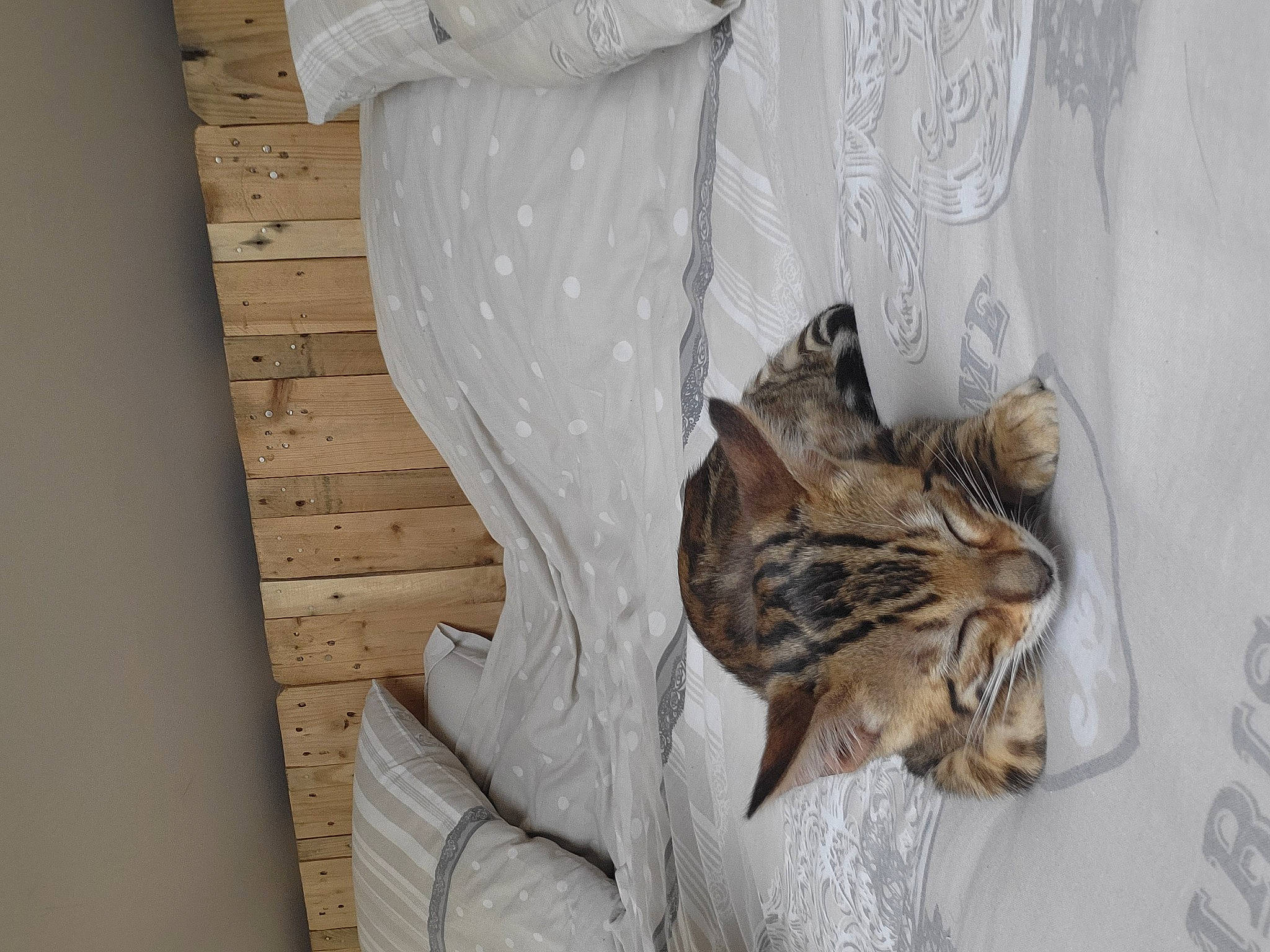 Théa participe au concours pour gagner de l'argent avec cette photo : bedding, carnivore, cat, ceiling, comfort, curtain, domestic_short_haired_cat, felidae, fur, grey, hardwood, linens, pattern, room, small_to_medium_sized_cats, tail, whiskers, window, window_covering, wood