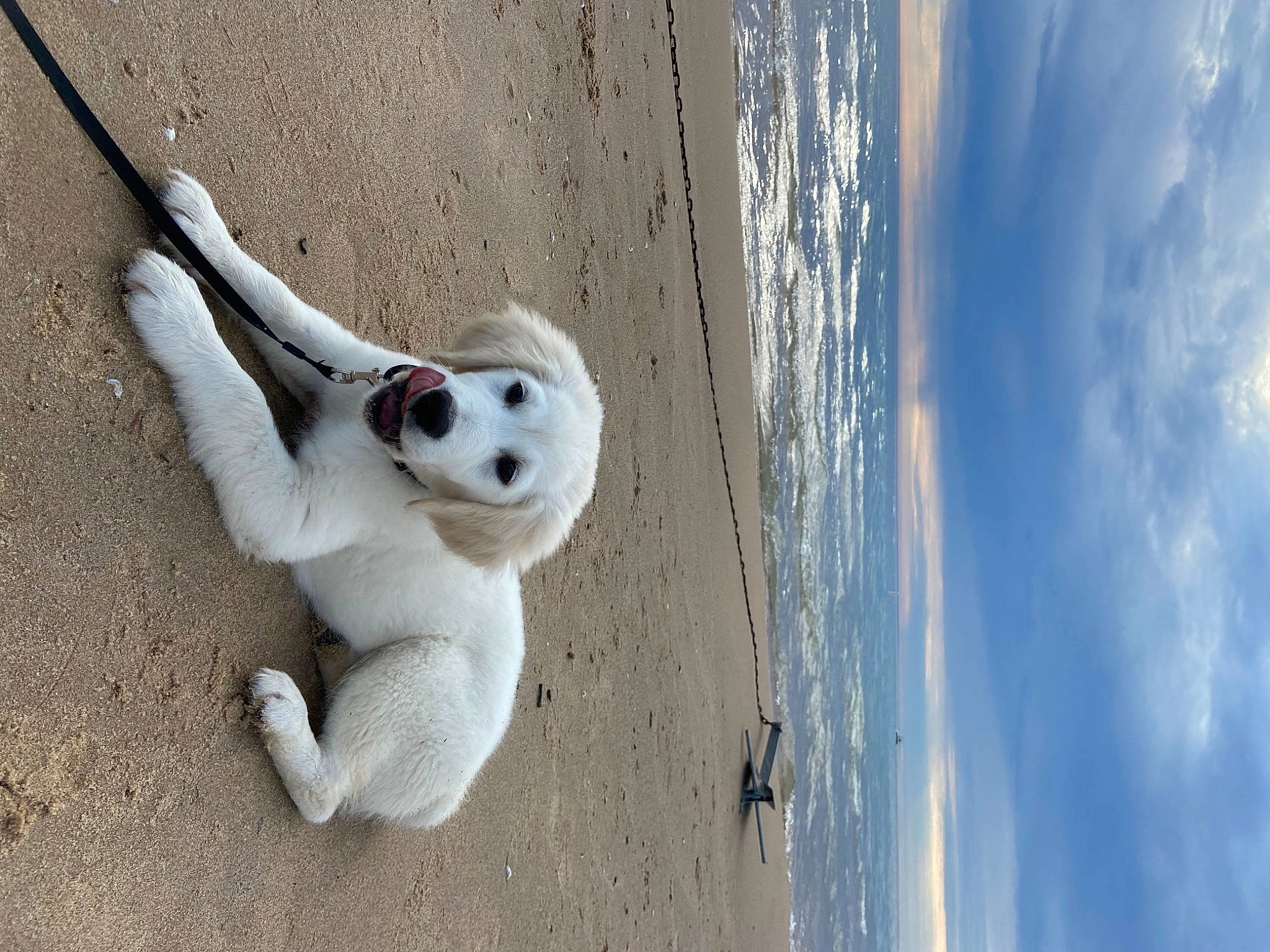 Milo joined the competition — help win amazing prizes! art, auto_part, automotive_wheel_system, beach, cloud, cumulus, fawn, fur, landscape, reflection, shadow, sky, snout, tail, tree, water, wildlife, winter, wood