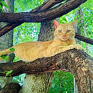 Dash-The Incredible is registered to the contest to win money with this photo: cat, ginger_cat, tree, branch, nature, outdoor, greenery, animal, relaxed, feline, wildlife, forest, leaves, sunlight, mammal, pet, climbing, resting, wood, trunk