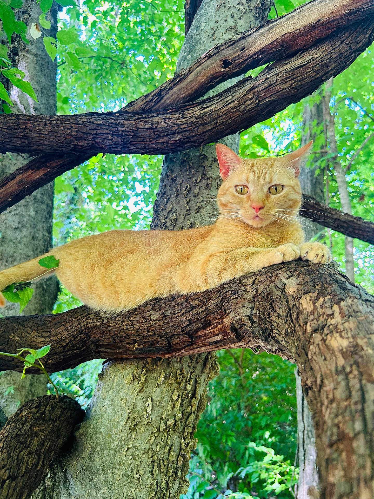 Dash-The Incredible is registered to the contest to win money with this photo: cat, ginger_cat, tree, branch, nature, outdoor, greenery, animal, relaxed, feline, wildlife, forest, leaves, sunlight, mammal, pet, climbing, resting, wood, trunk