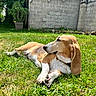 animal, backyard, canine, daylight, dog, ear, garden, grass, greenery, lying_down, mammal, nature, outdoor, peaceful, pet, relaxed, resting, summer, sunlight, sunny