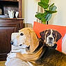 Nobelle participe au concours pour gagner de l'argent avec cette photo : animal, beagle, brown, couch, cozy, decor, dog, furniture, home, indoor, leafy_plant, lying_down, orange, pet, pillow, plant, portrait, relaxed, white, wooden_cabinet