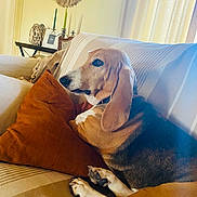 Nobelle participe au concours pour gagner de l'argent avec cette photo : animal, basset_hound, black, brown, comfortable, couch, cozy, curtains, dog, ears, furniture, home, indoor, paw, pet, pillow, relaxed, resting, striped, white