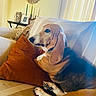 animal, basset_hound, black, brown, comfortable, couch, cozy, curtains, dog, ears, furniture, home, indoor, paw, pet, pillow, relaxed, resting, striped, white