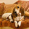Nobelle participe au concours pour gagner de l'argent avec cette photo : animal, basset_hound, blanket, brown, companion, couch, cute, dog, domestic_animal, ears, friendship, fur, indoor, nose, pet, relaxing, resting, small_dog, snuggling, white
