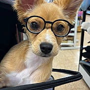Bella joined the competition — help win amazing prizes! adventure, alert, bag, carrier, close_up, cute, dog, ears, eyes, face, floor, glasses, nose, pet_store, portrait, puppy, shelves, shopping, small_dog, whiskers