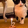 cat, black_and_white, cake, birthday, candle, number_7, plate, carpet, indoor, furniture, curious, pet, animal, close_up, floor, warm_lighting, cozy, home, living_room, decor
