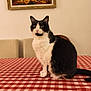 cat, black_and_white, table, tablecloth, checkered, indoor, painting, wall, chair, furniture, pet, animal, curious, sitting, fur, whiskers, domestic, cozy, eyes, ears