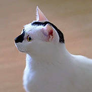 Jiji a rejoint le concours — aidez-le/la à gagner de superbes lots ! cat, white_cat, black_markings, pet, animal, fur, whiskers, ears, side_profile, indoor, curious, looking, mammal, domestic, feline, close_up, soft_background, alert, portrait, cute