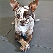 Draco participe au concours pour gagner de l'argent avec cette photo : alert, animal, brown_and_white_fur, close_up, crossed_paws, cute, dog, domestic_animal, ears_up, floor_tiles, focused, heterochromia, indoor, laying_down, looking_at_camera, pet, portrait, resting, short_fur, small_dog