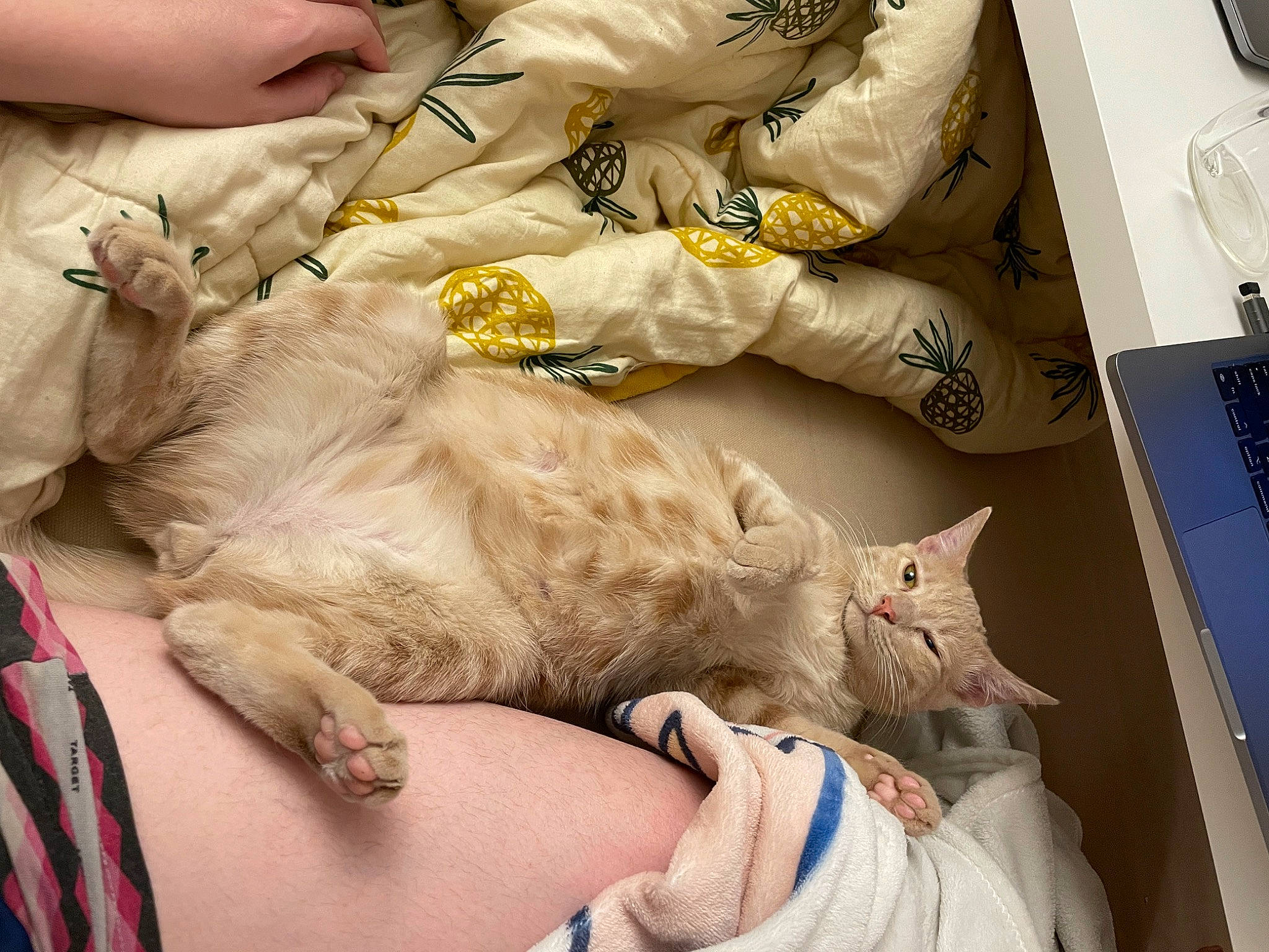 Norman joined the competition — help win amazing prizes! carnivore, cat, claw, comfort, companion_dog, domestic_short_haired_cat, fawn, felidae, fur, kitchen_utensil, linens, mammal, nap, paw, plate, small_to_medium_sized_cats, tableware, tail, vertebrate, whiskers