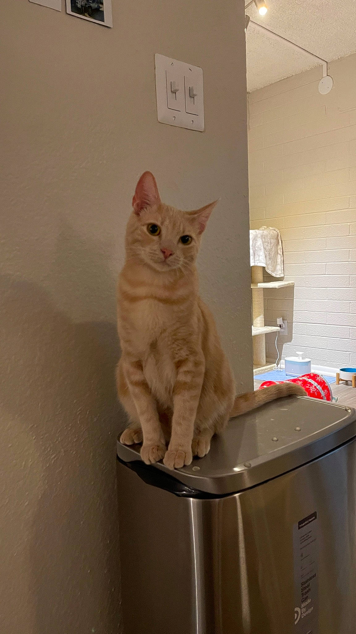 Norman joined the competition — help win amazing prizes! carnivore, cat, cat_supply, domestic_short_haired_cat, fawn, felidae, flooring, fur, pet_supply, refrigerator, room, shelf, small_to_medium_sized_cats, tail, vertebrate, waste_container, waste_containment, whiskers, window, wood