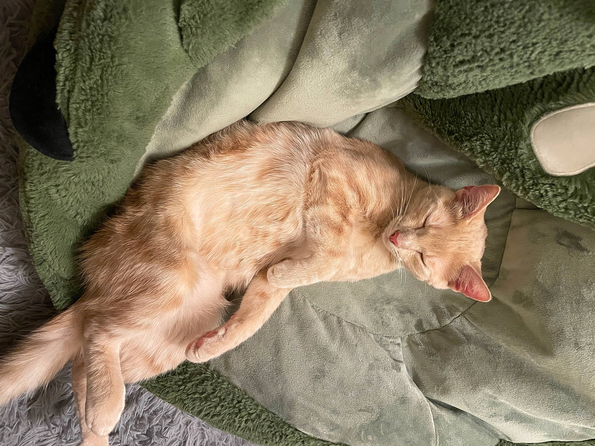 Norman is registered to the contest to win money with this photo: canidae, carnivore, cat, claw, comfort, couch, dog_breed, domestic_short_haired_cat, fawn, felidae, fur, linens, nap, paw, sleep, small_to_medium_sized_cats, sporting_group, tail, terrestrial_animal, whiskers