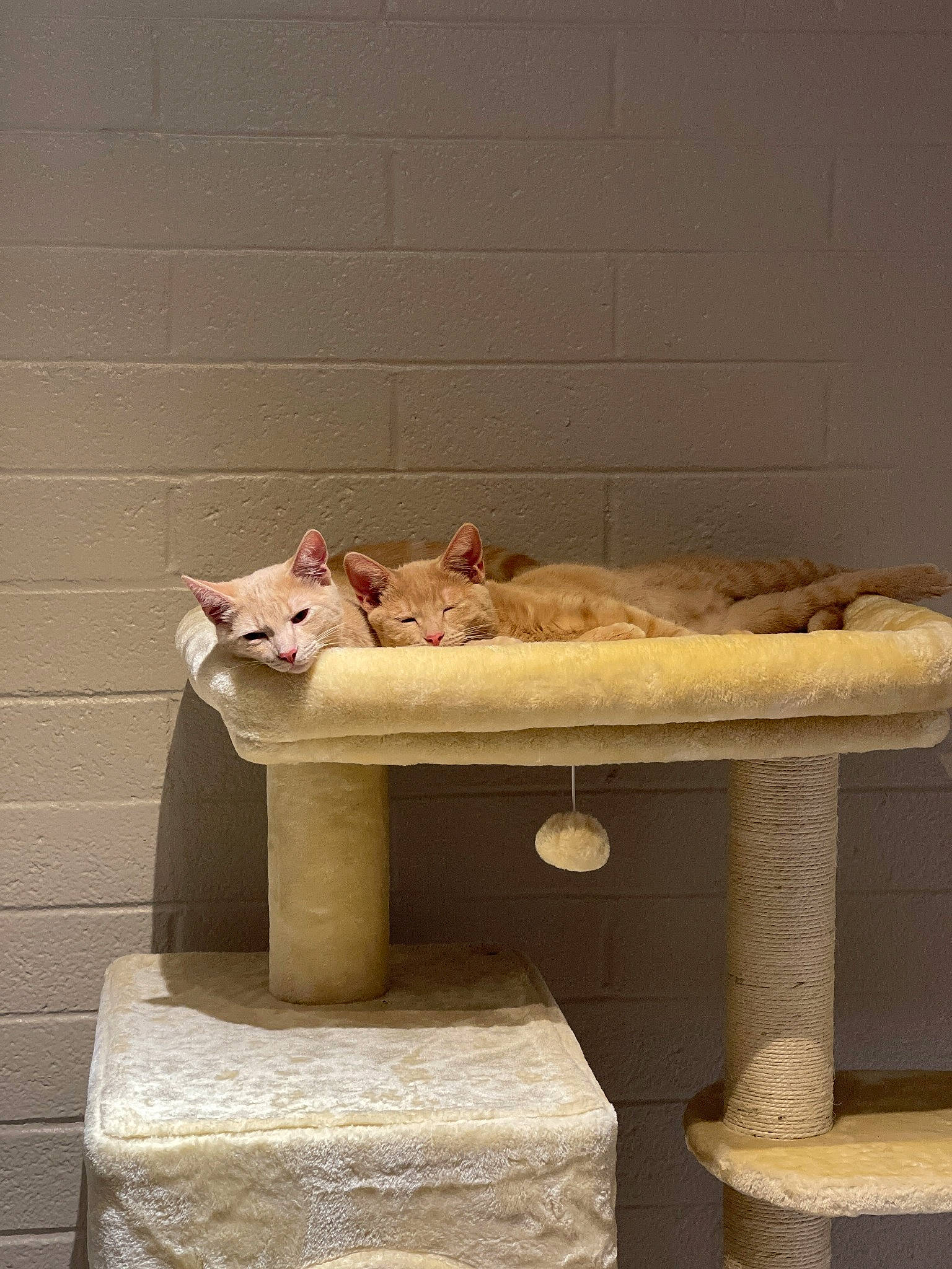 Elly is registered to the contest to win money with this photo: beige, bench, carnivore, cat, cat_supply, fawn, felidae, floor, flooring, hardwood, outdoor_furniture, plywood, rectangle, shelf, shelving, small_to_medium_sized_cats, table, tail, whiskers, wood