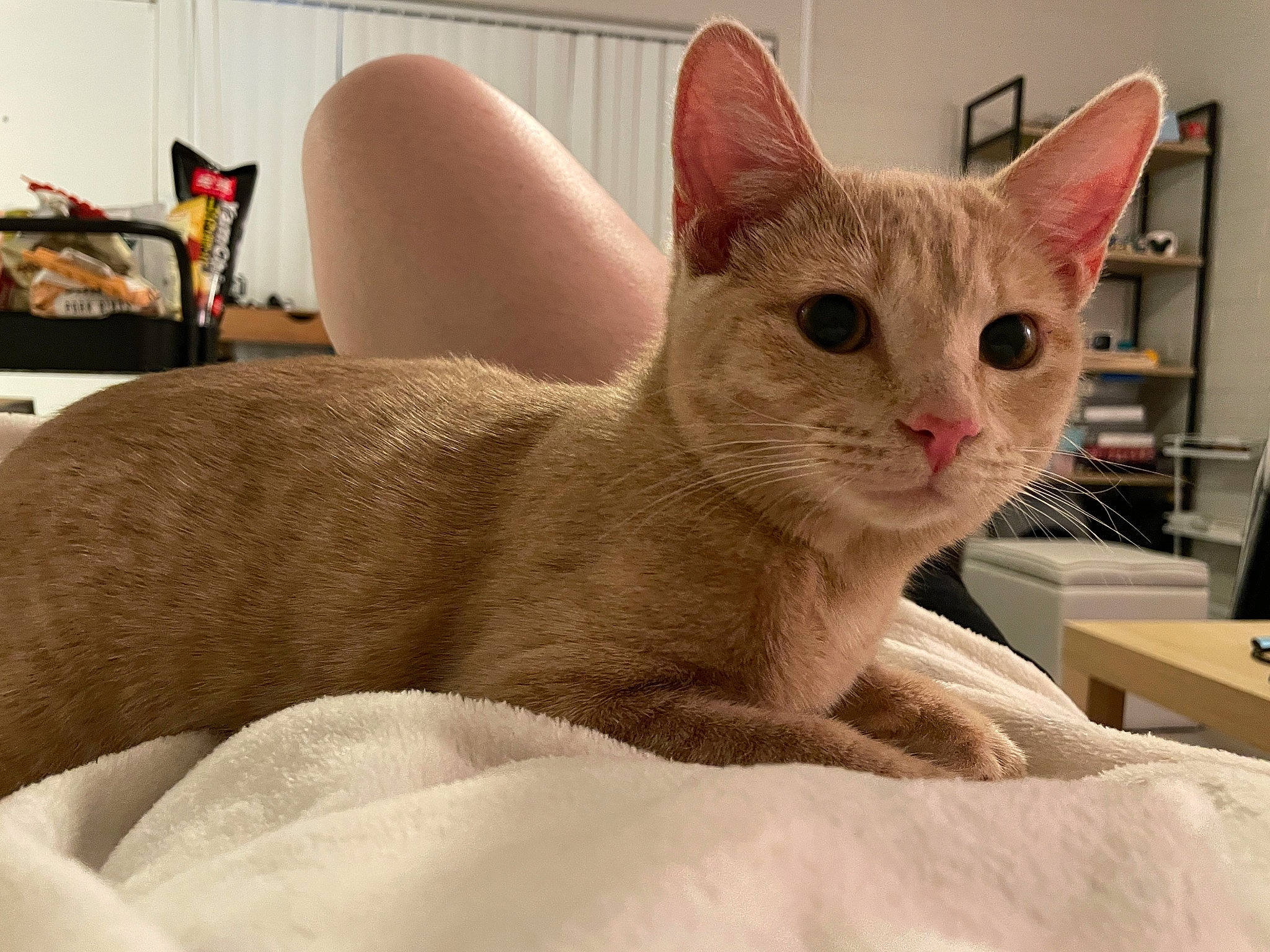 Elly joined the competition — help win amazing prizes! carnivore, carton, cat, cat_supply, claw, comfort, domestic_short_haired_cat, fawn, felidae, fur, lamp, paw, pet_supply, shipping_box, small_to_medium_sized_cats, snout, tail, terrestrial_animal, whiskers