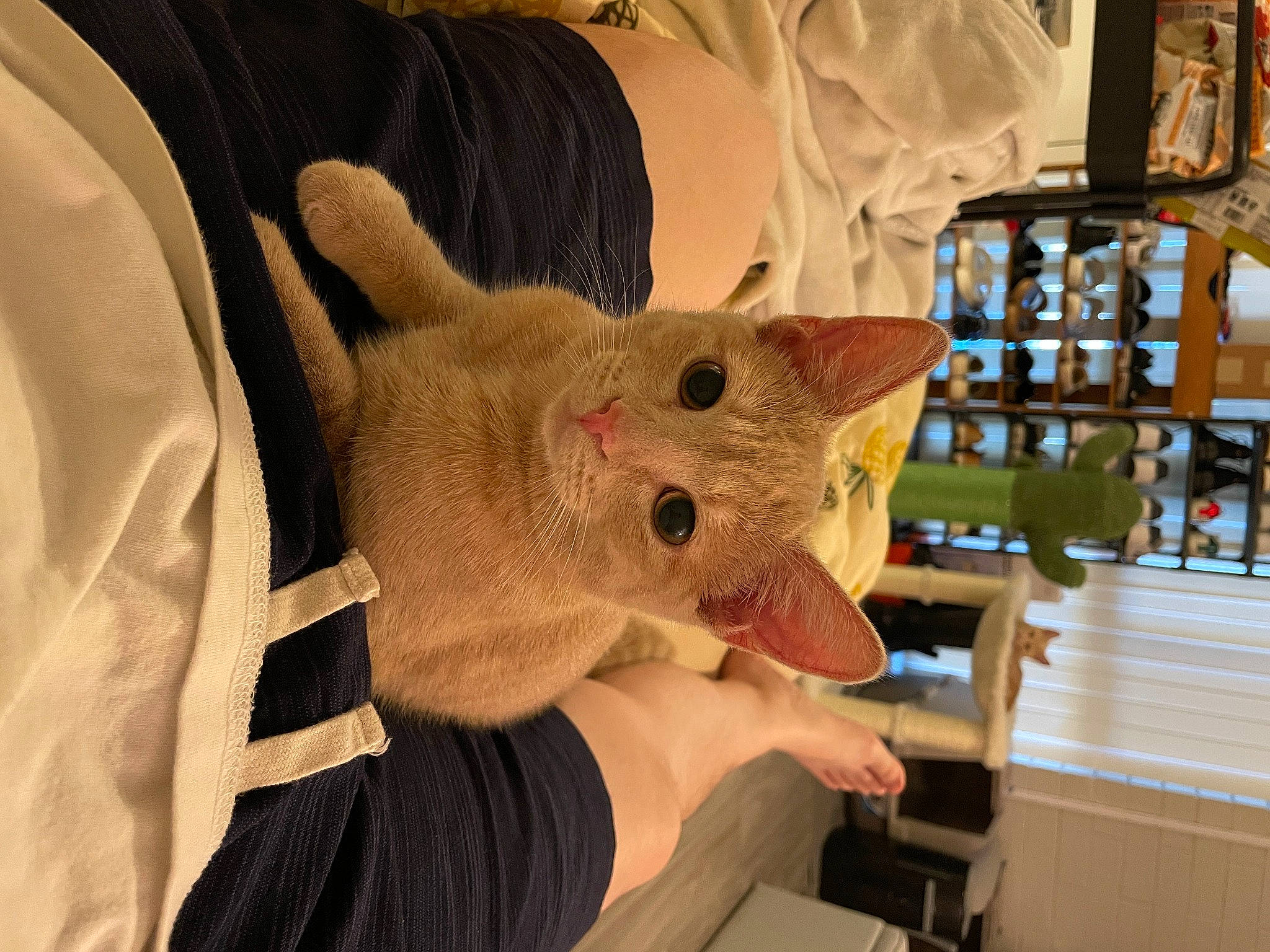 Elly joined the competition — help win amazing prizes! claw, comfort, domestic_short_haired_cat, ear, fawn, felidae, fur, gesture, nail, plush, room, sleeve, small_to_medium_sized_cats, stuffed_toy, tail, thread, tree, whiskers, wood, wool