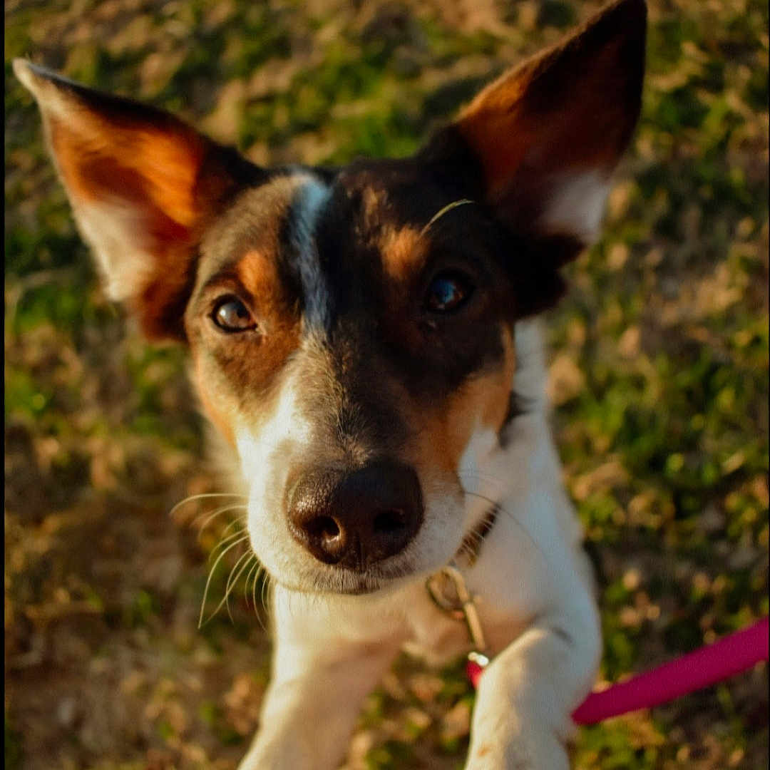 Leelyn Mae is registered to the contest to win money with this photo: accessories, animal, beagle, bodypart, canine, chihuahua, collar, collie, dog, germanshepherd, hound, husky, leash, mouth, pet, pointer, puppy, snout, strap, terrier