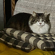 Scout joined the competition — help win amazing prizes! cat, feline, pet, animal, cushion, chair, indoor, striped, gray, white, fluffy, relaxed, furniture, cozy, resting, domestic, mammal, soft, patterned, comfortable