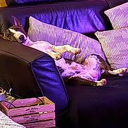 Viper participe au concours pour gagner de l'argent avec cette photo : black_couch, canine, casual, comfortable, couch, cozy, dog, domestic_animal, furniture, home, indoor, leather, living_room, pet, pillow, purple_light, relaxing, resting, sprawled, striped_pillow