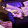 black_couch, canine, casual, comfortable, couch, cozy, dog, domestic_animal, furniture, home, indoor, leather, living_room, pet, pillow, purple_light, relaxing, resting, sprawled, striped_pillow