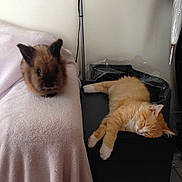 Lapinou Et Barney a rejoint le concours — aidez-le/la à gagner de superbes lots !