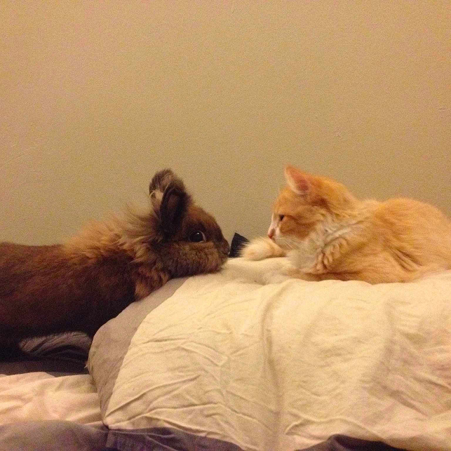 Lapinou Et Barney