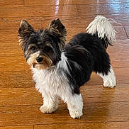 Sweetie participe au concours pour gagner de l'argent avec cette photo : dog, black_and_white, fluffy, small_dog, standing, wooden_floor, curious, ears_up, tail_up, pet, indoors, fur, animal, companion, cute, alert, domestic, young, adorable, canine