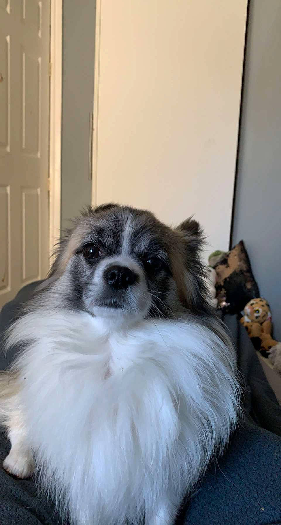 Morris joined the competition — help win amazing prizes! canidae, carnivore, companion_dog, dog, dog_breed, dog_supply, door, fawn, fur, head, liver, non_sporting_group, pekingese, pet_supply, snout, sporting_group, tibetan_spaniel, toy_dog, whiskers, working_animal