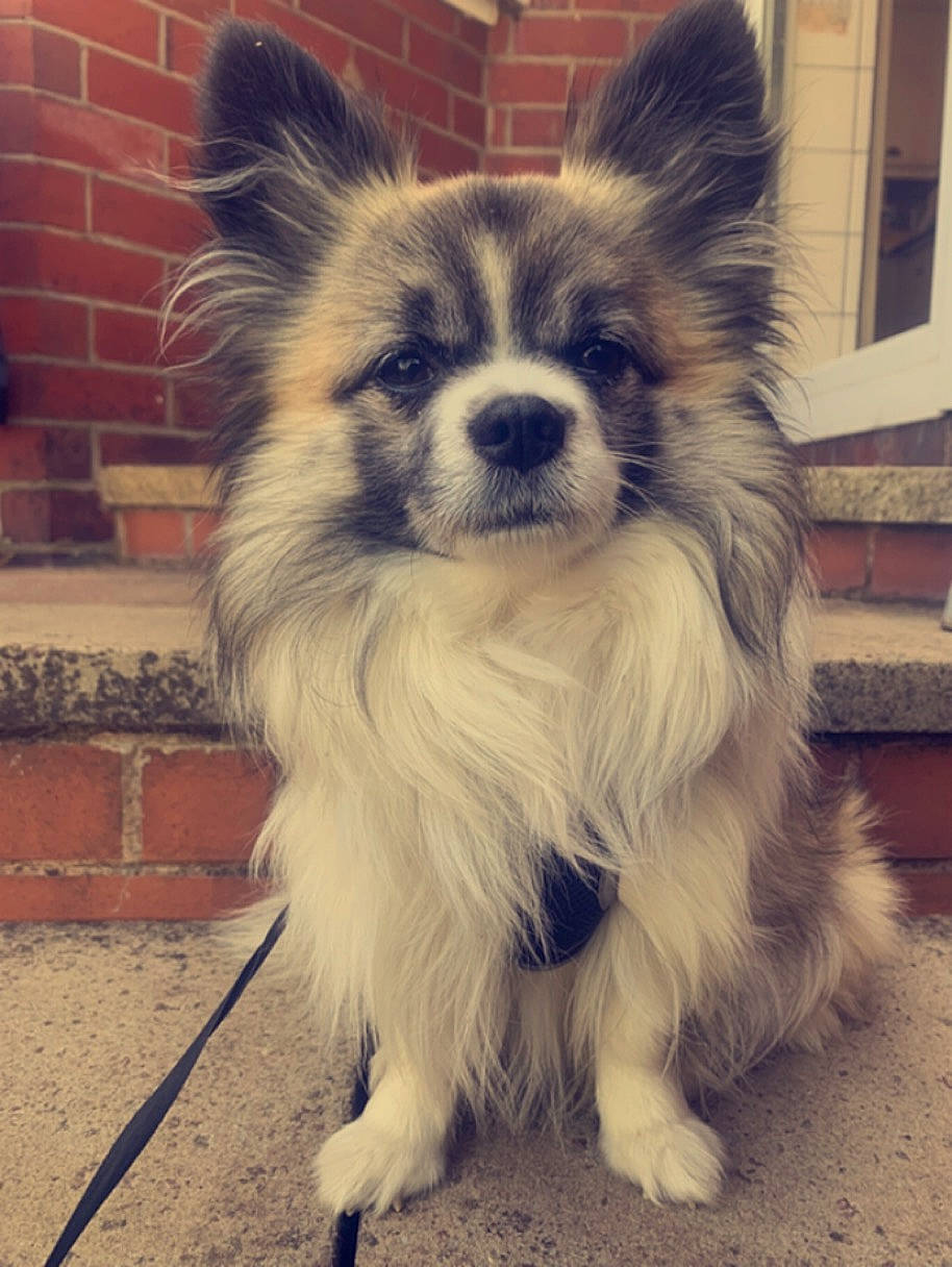 Morris joined the competition — help win amazing prizes! brick, brickwork, canidae, carnivore, companion_dog, dog, dog_breed, fawn, fur, german_spitz, german_spitz_klein, hair, papillon, snout, sporting_group, toy_dog, whiskers, window, working_animal, working_dog